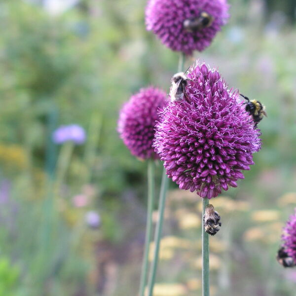 Hummeln im Garten